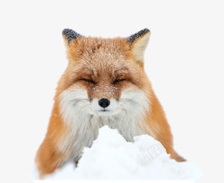 雪中的狐狸片素材