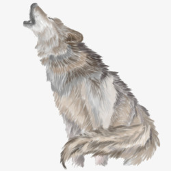 野狼雪狼孤狼动物手绘素材
