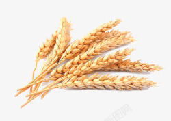 成熟小麦效果图实物成熟麦穗高清图片