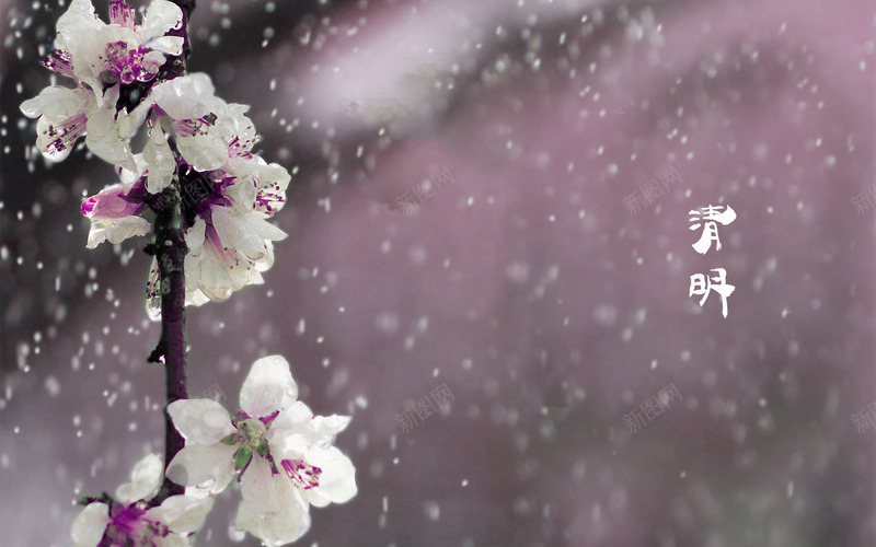 春天四月清明节青团海报背景30psd设计背景_88icon https://88icon.com 清明 节气 四月 四月图 春天 鲜花 紫色 传统节日 清明节 青团 扫墓 背景 青团