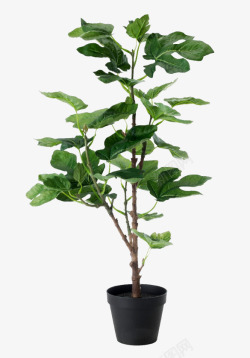 简洁装饰拉旗翠绿的新鲜个性植物高清图片