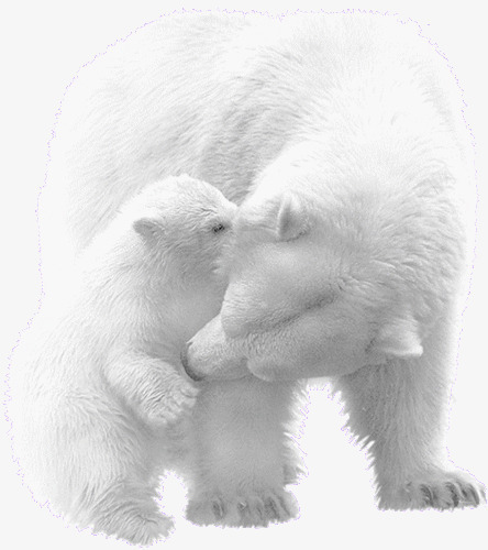 白色北极熊母子png免抠素材_88icon https://88icon.com 北极熊 母子 白色 素材 行走的熊
