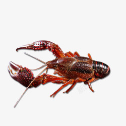 小龙虾鲜活抠图素材