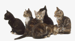排排坐实物一群小猫高清图片