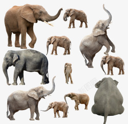 不同姿势大象素材