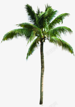 手绘海报活动植物棕树沙滩素材