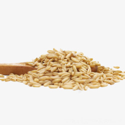 粮食谷物散装燕麦高清图片