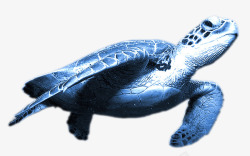 乌龟海底世界高清图片