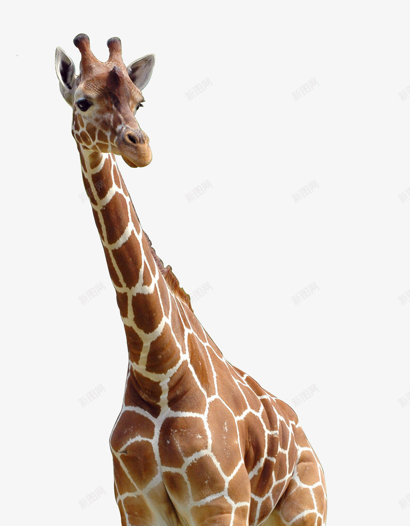 长颈鹿png免抠素材_88icon https://88icon.com 动物 长颈鹿 高清