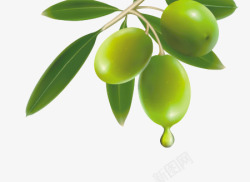 橄榄果橄榄树枝高清图片