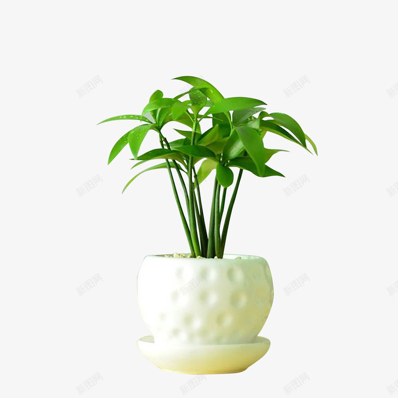 室内清新绿植png免抠素材_88icon https://88icon.com 室内植物 室内装饰 盆栽 绿植 绿色植物