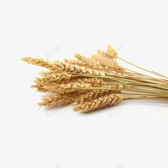 金色麦穗png免抠素材_88icon https://88icon.com 小麦 收获 秋季 麦子 麦穗 麦穗免扣元素 麦穗素材