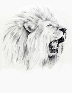 手绘黑色素描狮子头素材