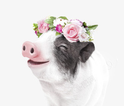 花环可爱头戴花环的猪海报装饰高清图片
