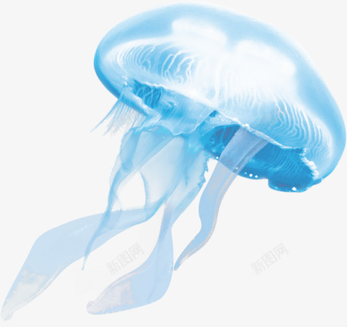 水母png免抠素材_88icon https://88icon.com 卡通 彩色水母 水母 海洋生物 红色水母 蓝色