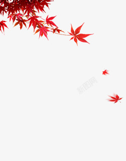 红色枫叶飘落素材