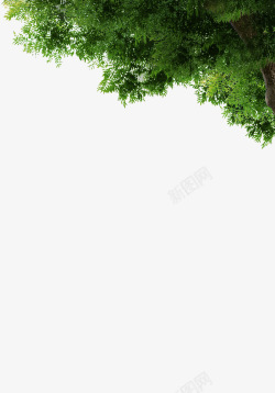 角度绿色树木树叶角度高清图片
