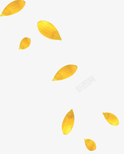 黄色菊花素材飘落的黄色花瓣雨高清图片