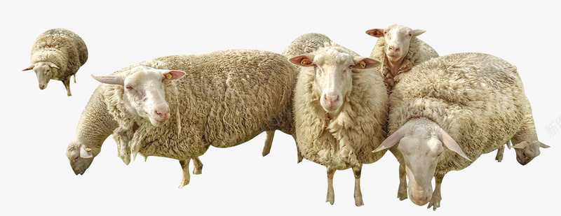 阳光下的羊群psd免抠素材_88icon https://88icon.com 天空 小羊吃草 暖色 羊 羊毛 羊群 草原