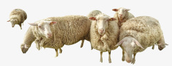 吃草的羊群阳光下的羊群高清图片