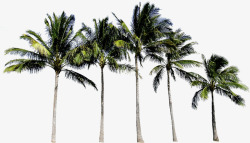 椰树高大沙滩海边素材