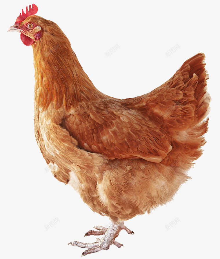 大山里散养的老母鸡png免抠素材_88icon https://88icon.com 一只母鸡 大山 散养 老母 鸡鸡