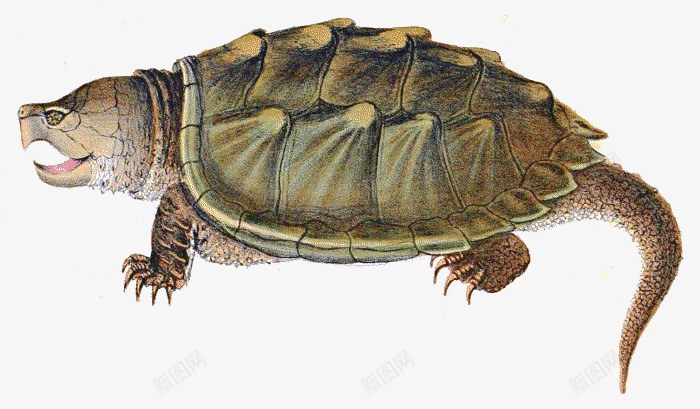 陆生鳄龟png免抠素材_88icon https://88icon.com 动物 动物世界 动物园 生物 野生动物 陆龟 鳄龟