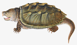 陆龟陆生鳄龟高清图片