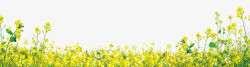 黄色草坪油菜花背景黄色油菜花背景图高清图片