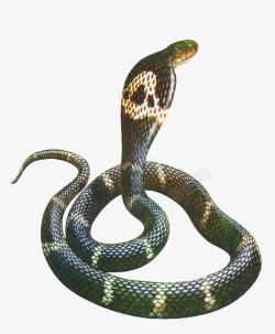 黑蛇蛇实物图高清图片