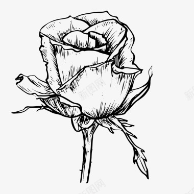 黄金分割线黑白卡通花草手绘素描玫瑰花图标图标