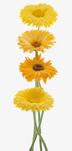 花朵品种多品种金盏花高清图片