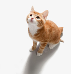 抬头看抬头仰望的猫咪高清图片