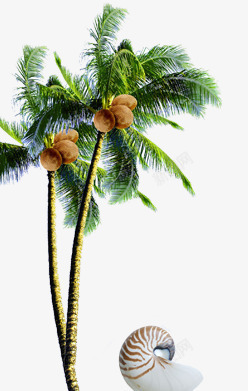 夏天椰汁椰树高清图片