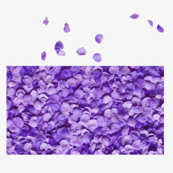 紫色花瓣分散薰衣草花瓣高清图片