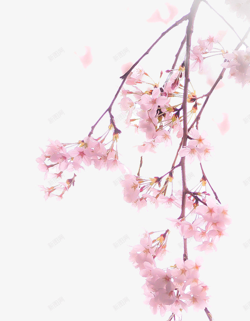 一枝樱花png免抠素材_88icon https://88icon.com 樱花 樱花免抠 粉色樱花 花枝 花树