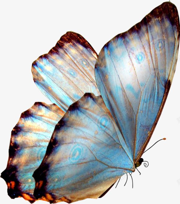 蓝色翅膀的蝴蝶png免抠素材_88icon https://88icon.com png免扣素材 蓝色翅膀的蝴蝶