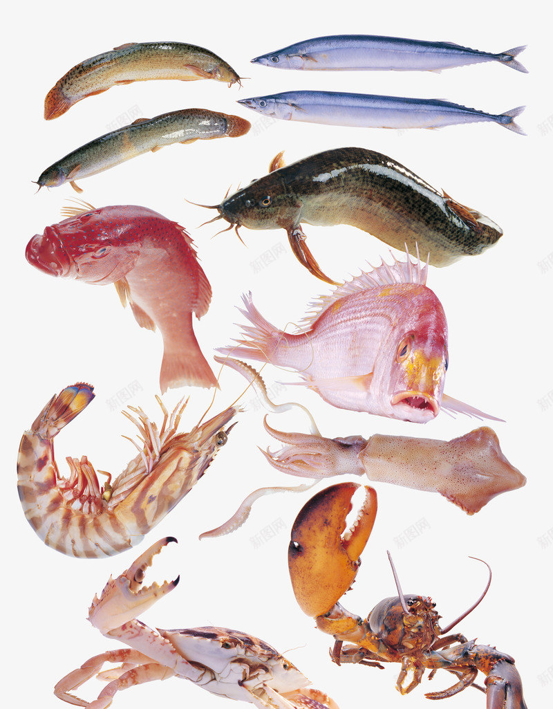 海鲜psd免抠素材_88icon https://88icon.com 乌贼 泥鳅 海虾 海鲜 螃蟹 黄鱼 龙虾