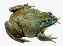 蛙类牛蛙高清图片