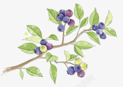 绿叶蓝莓图片草本植物树枝蓝莓高清图片