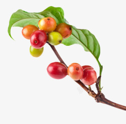 咖啡属在树枝上的红色咖啡果实物高清图片