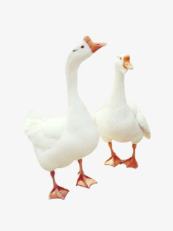 鹅肉两只白色大白鹅高清图片