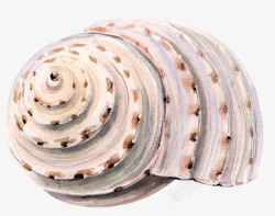 水墨纹路海螺贝壳素材