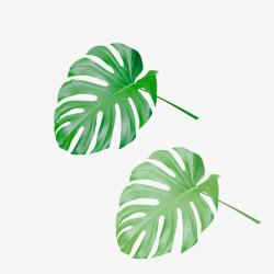 龟背叶绿色植物装饰叶龟背竹高清图片