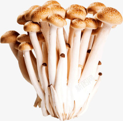 壮味菌类蟹味菇蘑菇高清图片