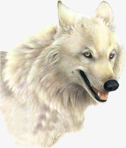 大白狼一匹白狼高清图片