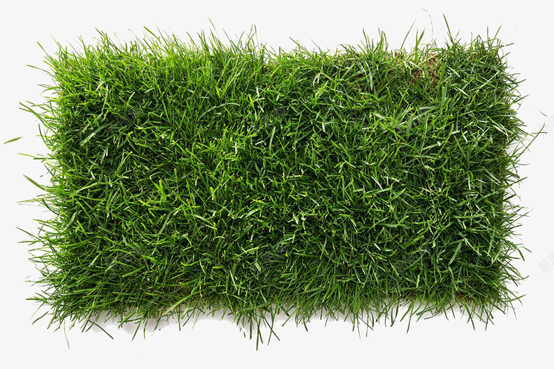 绿色草皮png免抠素材_88icon https://88icon.com 一块 实物 春天 植物 绿油油 绿色草皮 草 草地上的地毯 草皮