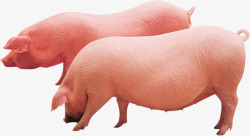 土猪开春农村畜牧业棕红色土猪宣传高清图片