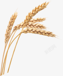 丰收麦子麦子高清图片