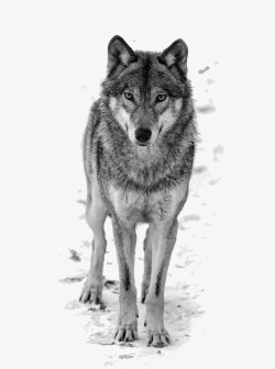 大白狼狼高清图片